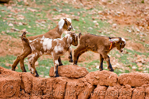 goat kids playing, abra el acay, acay pass, argentina, goat kids, goats, noroeste argentino