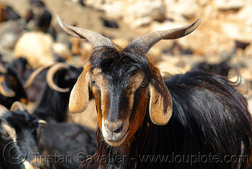 goat portrait - head (turkey country), brown, goat head