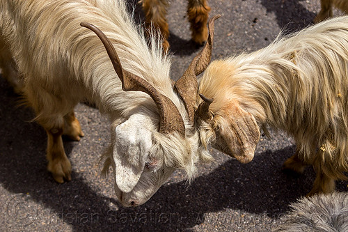 goats headbutting - wild long hair himalayan goats, capra aegagrus hircus, changthangi, pashmina, wild goats, wildlife