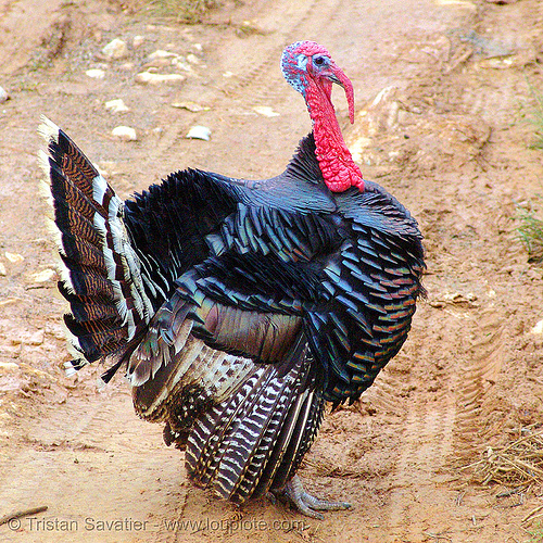 gobbler - turkey bird (male), bird, bronze turkey, courtship, domestic turkey, galliformes, gobbler, meleagris gallopavo, poultry, turkey birds
