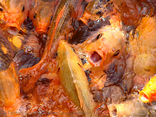 goldfishes frenzy (hué, vietnam), fish face, fishes, goldfishes, hué, live fish, orange, pond, red
