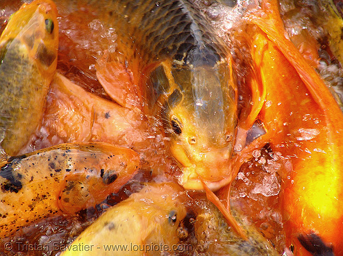 goldfishes melee (hué, vietnam), fish, goldfishes, orange, red, vietnam
