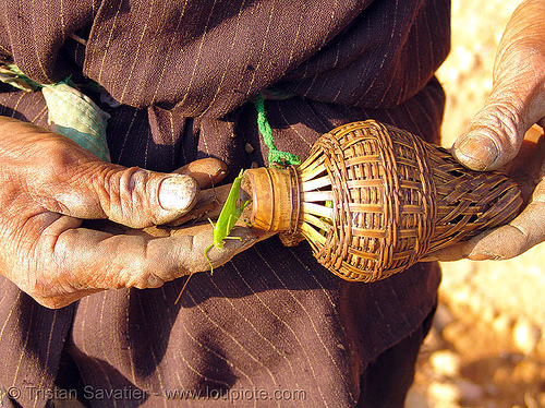 grasshopper bottle - vietnam, edible bugs, edible insects, entomophagy, grasshopper, hands, hill tribes, indigenous, old man, rattan bottle