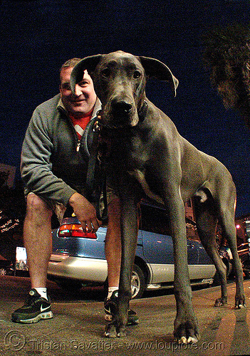 great dane - big dog, big dog, fisheye, great dane, man