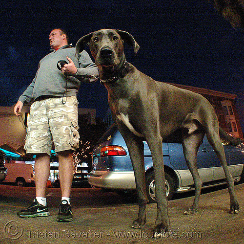 great dane dog, big dog, fisheye, great dane, man