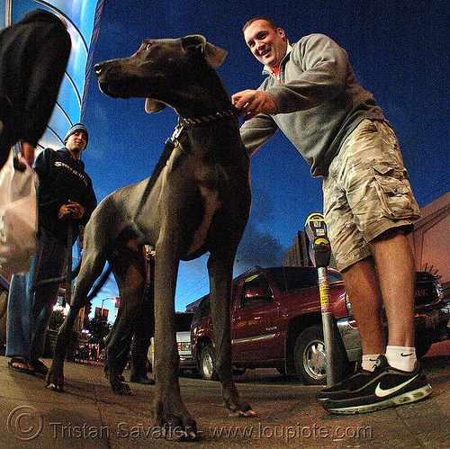 great dane dog (san francisco), big dog, fisheye, great dane, man