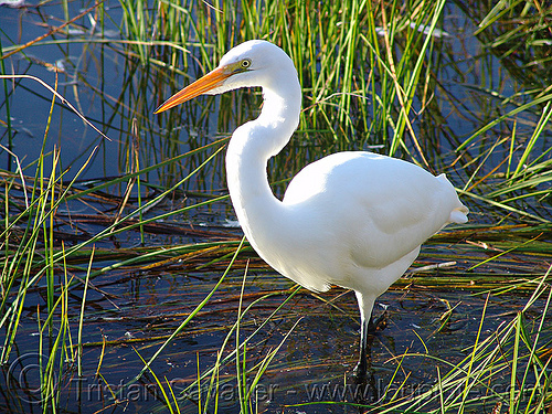 great egret (ardea alba), ardea alba, grass, great egret, heron, marsh, wetland, white, wild bird, wildlife