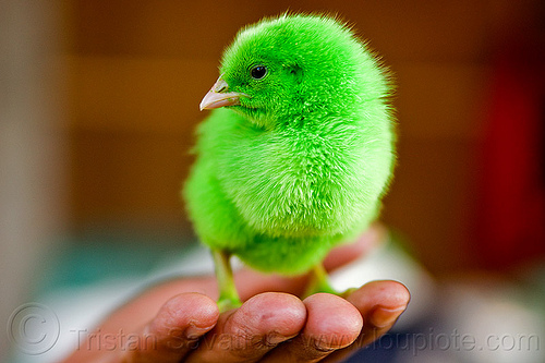 green chick on hand, baby chicken, bird market, colored chick, fingers, hand, indonesia, jogja, poultry, standing, yogyakarta