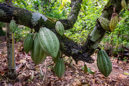 green cocoa pods - fruit of the cocoa tree, cocoa pods, cocoa tree, fruit, plant, theobroma cacao