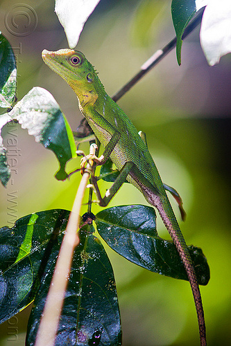 green crested lizard - bronchocela cristatella, borneo, bronchocela cristatella, green crested lizard, green tree lizard, gunung mulu national park, jungle, malaysia, rain forest, wildlife