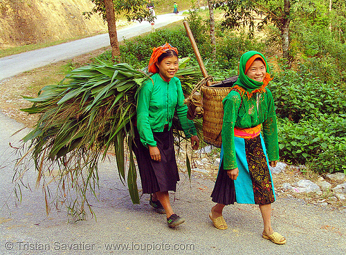 green hmong tribe girls carrying grass - vietnam, asian woman, asian women, backpacks, colorful, girls, green hmong, hill tribes, hmong tribe, indigenous, road