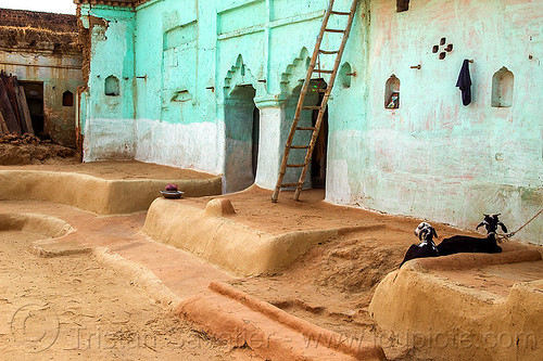 green house with earthen floor (india), adobe floor, earthen floor, goats, green house, khoaja phool, ladder, village, खोअजा फूल