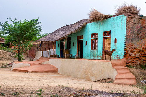 green house with goat (india), goats, green house, khoaja phool, village, खोअजा फूल