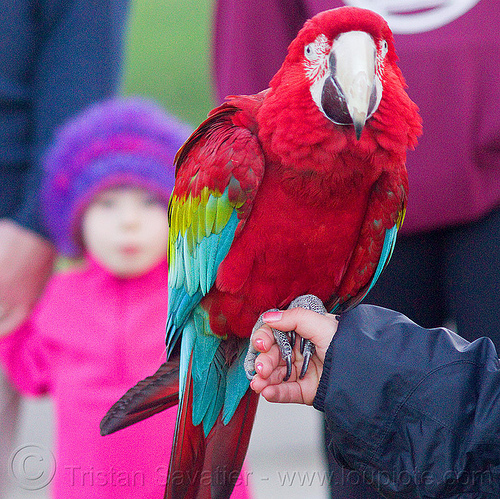 green-winged macaw parrot, ara chloropterus, bird, child, colorful, green-winged macaw, hand, kid, parrot, psittacidae, red-and-green macaw