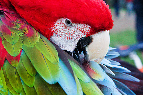 green-winged macaw parrot bird grooming, ara chloropterus, beak, bird, colorful, feathers, green-winged macaw, grooming, head, parrot, psittacidae, red-and-green macaw