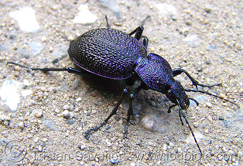 ground beetle - coleoptera - carabus - procerus species - insect (bulgaria), carabus, close-up, coleoptera, insect, iridescence, iridescent, procerus, scarab, wildlife, българия