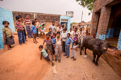 group of indian boys (and a water buffalo) on village street, adobe floor, children, cow, crowd, earthen floor, khoaja phool, kids, village, water buffalo, खोअजा फूल
