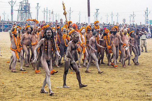 group of naga babas (naked hindu devotees) at the kumbh mela 2013 (india), crowd, flower necklaces, hindu pilgrimage, hinduism, holy ash, india, maha kumbh mela, marigold flowers, men, naga babas, naga sadhus, sacred ash, sadhu, triveni sangam, vasant panchami snan, vibhuti, walking