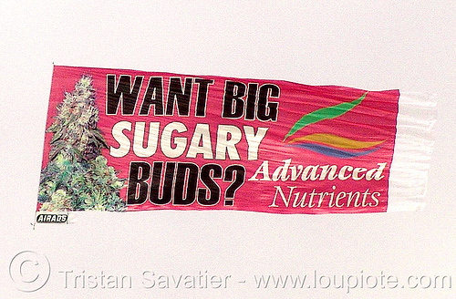 grow bigger buds - aerial advertising banner dragged by a helicopter over black rock city - advanced nutrients, advanced nutrients, aerial ad, aerial advertising, aerial banner, airads, commercial, ganja, sugary bugs, want big sugary buds, weed