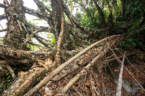 growing a living root bridge near mawlynnong (india), bamboo, banyan, east khasi hills, ficus elastica, footbridge, jungle, living bridges, living root bridge, mawlynnong, meghalaya, rain forest, rocks, roots, strangler fig, trees