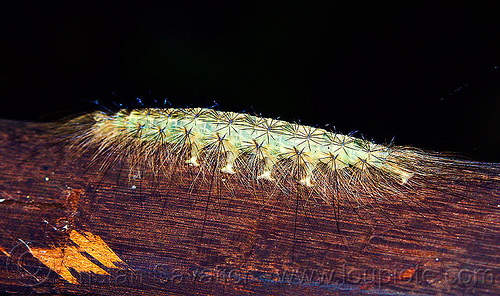 hairy caterpillar spotted in cave (borneo), borneo, closeup, gunung mulu national park, hairy, insect, malaysia, wildlife