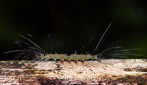 hairy caterpillar spotted in cave (borneo), borneo, close-up, gunung mulu national park, hairy, insect, malaysia, wildlife