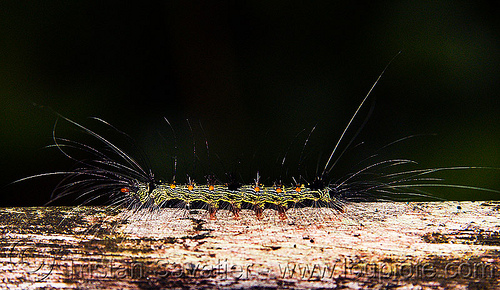 hairy caterpillar spotted in cave (borneo), borneo, closeup, gunung mulu national park, hairy, insect, malaysia, wildlife