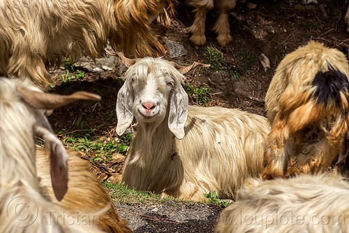 happy goat - wild long hair himalayan goats, capra aegagrus hircus, changthangi, laying down, pashmina, wild goats, wildlife