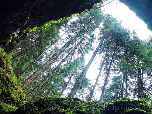 haramiska-pechtera-cave - trees - forest - trigrad (bulgaria), cave mouth, caving, forest, natural cave, spelunking, trees, trigrad, българия, харамийската пещера