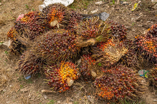 harvested oil palm fruits bunches, african oil palm, agro-industry, bunches, elaeis guineensis, oil palm fruit, tenera