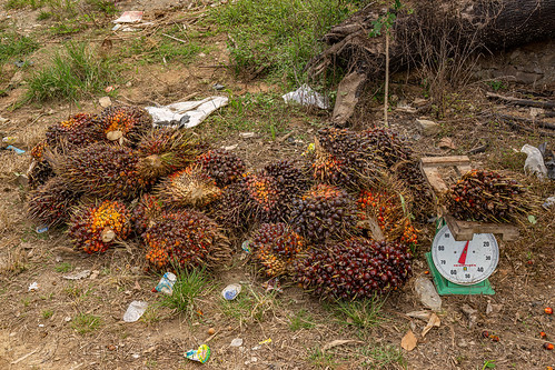 harvested oil palm fruits bunches sold by the weight, african oil palm, agro-industry, bunches, elaeis guineensis, oil palm fruit, scale, tenera
