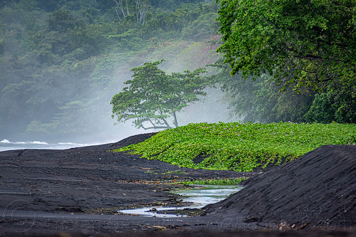 hazy black-sand beach, beach, black sand, hazy, landscape, pantai, tree