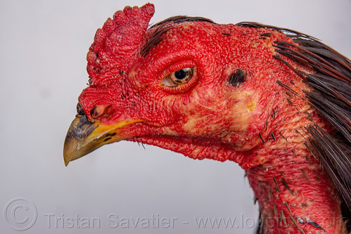 head of gamecock rooster, bird, cock-fighting, cockbird, fighting rooster, poultry, surabaya