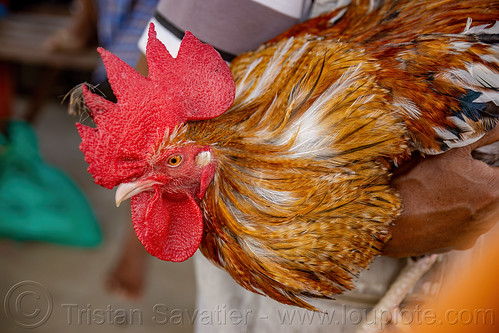 head of gamecock rooster, bird, bolu market, cock-fighting, cockbird, fighting rooster, pasar bolu, poultry, rantepao, tana toraja