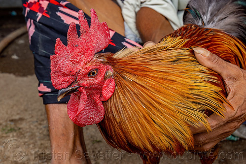 head of gamecock rooster, bird, bolu market, cock-fighting, cockbird, fighting rooster, pasar bolu, poultry, rantepao, tana toraja