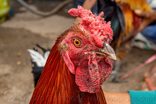 head of gamecock rooster, bird, bolu market, cock-fighting, cockbird, fighting rooster, pasar bolu, poultry, rantepao, tana toraja