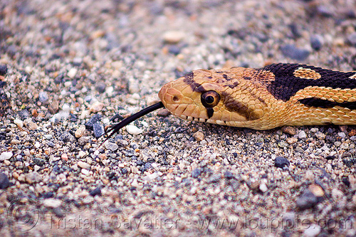 head of pacific gopher snake, colubrid, death valley, gopher snake, gravel, head, pituophis catenifer, saline valley, sticking out tongue, sticking tongue out, wildlife