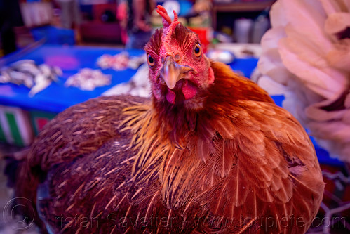 headshot of live chicken, birds, chicken, head, poultry, tana toraja