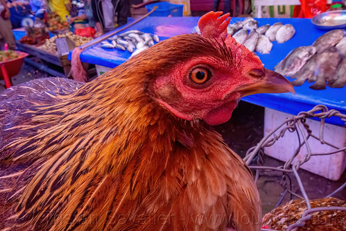 headshot of live chicken, birds, chicken, head, poultry, tana toraja