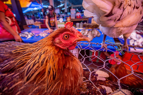 headshot of live chicken, birds, chicken, head, poultry, tana toraja, woman