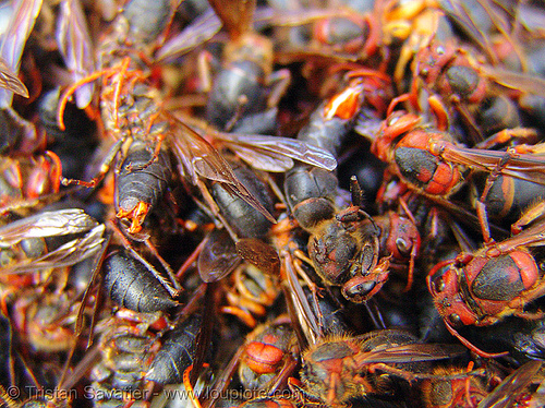 heap of live red wasps at a market (vietname), cao bằng, edible bugs, edible insects, entomophagy, food