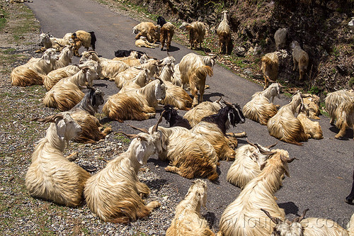 herd of wild long-haired goats laying on road, capra aegagrus hircus, changthangi, herd, laying down, pashmina, road, wild goats, wildlife