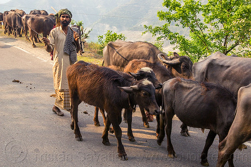 herder waking his herd of water buffaloes on the road (india), cows, herd, man, road, walking, water buffaloes