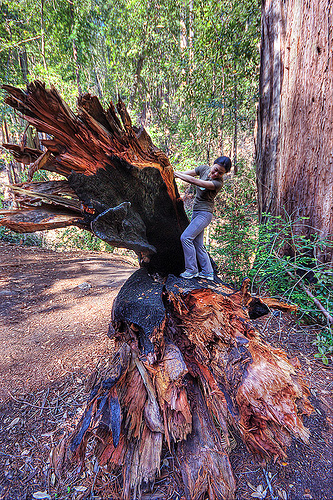 hiker climbing on a fallen redwood tree (vantana wilderness), big sur, burned tree, burnt tree, climbing, fallen tree, forest, hiking, pine ridge trail, redwood tree, sequoia sempervirens, tree trunk, trekking, vantana wilderness, woman