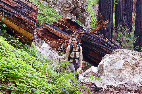 hiker passes a fallen redwood tree (vantana wilderness), backpack, backpacking, big sur, fallen tree, forest, hiking, pine ridge trail, redwood tree, sequoia sempervirens, tree log, tree trunk, trekking, vantana wilderness, woman