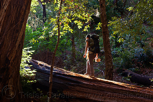 hiker walking on fallen redwood tree (vantana wilderness), backpack, backpacking, big sur, fallen tree, forest, hiking, pine ridge trail, redwood tree, sequoia sempervirens, tree bridge, tree trunk, trekking, vantana wilderness, woman