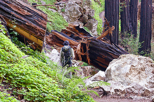 hiking trail cutting through fallen redwood tree trunks (vantana wilderness), backpack, backpacking, big sur, fallen tree, forest, hiking, pine ridge trail, redwood tree, sequoia sempervirens, tree log, tree trunk, trekking, vantana wilderness, woman