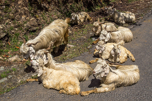 himalayan long-haired goats laying on road, capra aegagrus hircus, changthangi, herd, laying down, pashmina, road, wild goats, wildlife