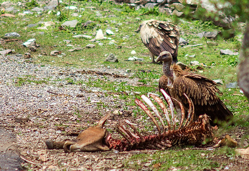 himalayan vultures near dead cow carcass, birds, carcass, carrion, dead cow, decomposing, gyps himalayensis, head, himalayan griffon, himalayan vultures, raptors, rib cage, ribs, roadkill, scavengers, skeleton, spine, wild bird, wildlife