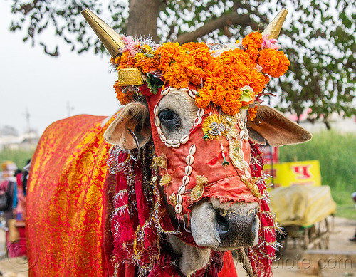 hindu decorated cow - sacred cow, decorated, hindu pilgrimage, hinduism, holy bull, holy cow, kumbh mela, marigold flowers, sacred bull, sacred cow